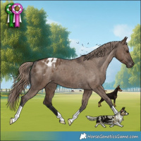 Horse Color:Liver Red Dun Appaloosa Brindle
