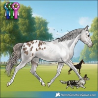 Horse Color:Liver Red Dun Appaloosa Brindle 