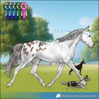 Horse Color:Liver Red Dun Appaloosa Brindle 