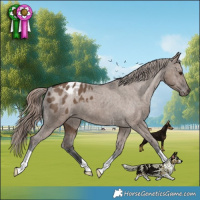 Horse Color:Liver Red Dun Appaloosa Brindle 