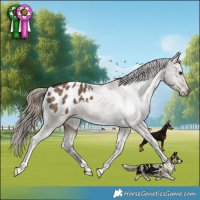 Horse Color:Liver Red Dun Appaloosa Brindle 