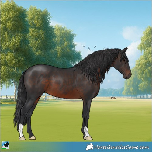 Horse Color:Brown 