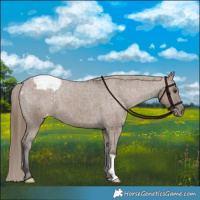 Horse Color:Liver Red Dun Varnish Brindle 