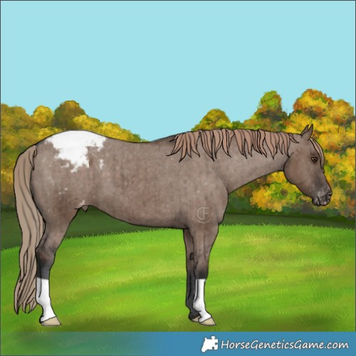 Horse Color:Liver Red Dun Appaloosa Brindle 