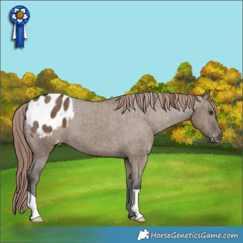 Horse Color:Liver Red Dun Appaloosa Brindle 