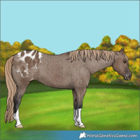 Horse Color:Liver Red Dun Appaloosa Brindle 