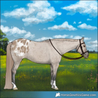 Horse Color:Liver Red Dun Appaloosa Brindle 