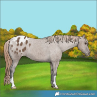 Horse Color:Liver Red Dun Appaloosa Brindle