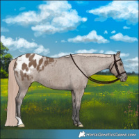 Horse Color:Liver Red Dun Appaloosa Brindle 
