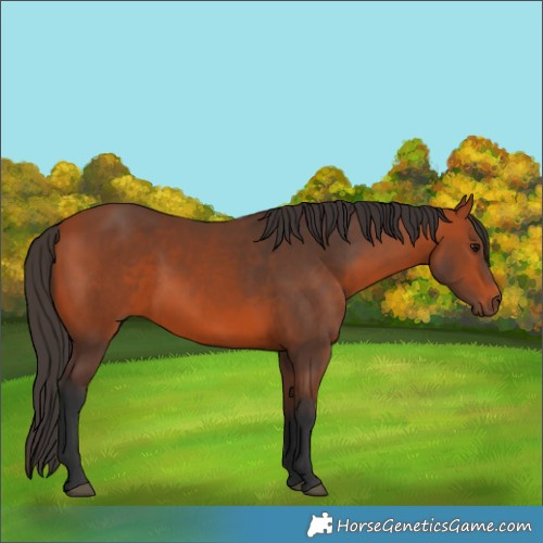 Horse Color:Bay 