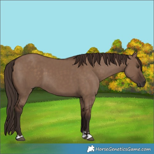 Horse Color:Liver Red Dun 