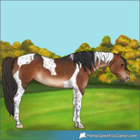 Horse Color:Bay Tobiano 