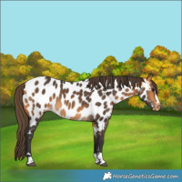 Horse Color:Buckskin Appaloosa 