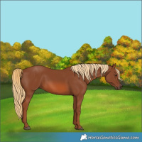 Horse Color:Chestnut 