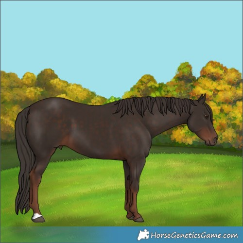 Horse Color:Liver Chestnut 