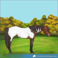 Horse Color:Bay Appaloosa