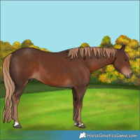 Horse Color:Liver Chestnut 