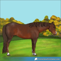 Horse Color:Liver Chestnut 