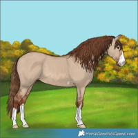 Horse Color:Red Dun 