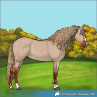 Horse Color:Red Dun 
