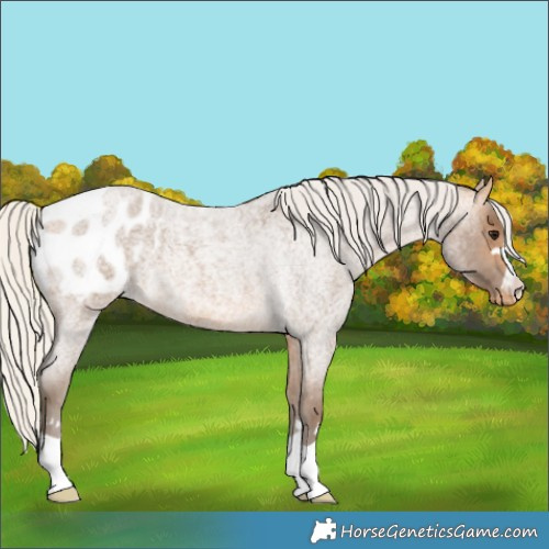 Horse Color:Silver Buckskin Roan Blanket 