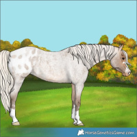 Horse Color:Silver Buckskin Roan Appaloosa 