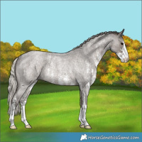 Horse Color:Silver Blue Roan Sabino Rabicano