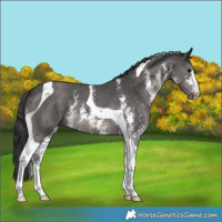 Horse Color:Smoky Black Sabino Tobiano