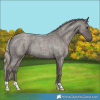 Horse Color:Silver Smoky Blue Roan 