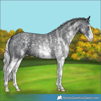 Horse Color:White Spotted Silver Blue Chinchilla Roan 