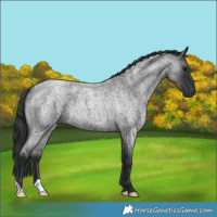 Horse Color:Blue Roan 