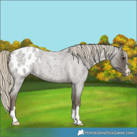 Horse Color:Silver Smoky Blue Roan Blanket 