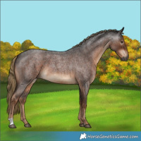Horse Color:Gray Liver Red Roan