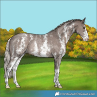 Horse Color:Silver Black Sabino Rabicano