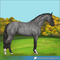 Horse Color:Smoky Blue Roan 