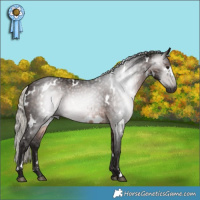 Horse Color:Gray White Spotted Silver Brown 