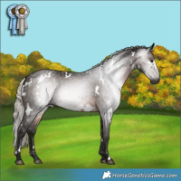 Horse Color:Gray White Spotted Silver Brown 