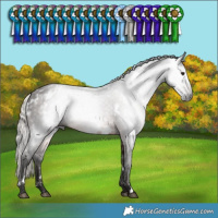 Horse Color:Gray White Spotted Silver Brown 