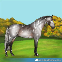 Horse Color:Gray White Spotted Silver Brown