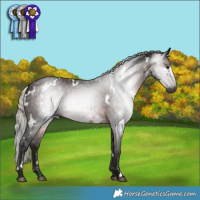 Horse Color:Gray White Spotted Silver Brown 