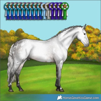 Horse Color:Gray White Spotted Silver Brown