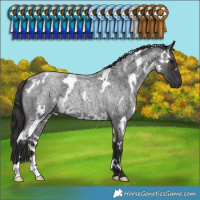 Horse Color:White Spotted Smoky Blue Roan