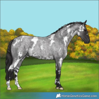 Horse Color:White Spotted Smoky Blue Roan