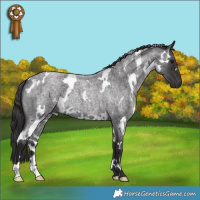 Horse Color:White Spotted Smoky Blue Roan 