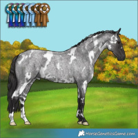 Horse Color:White Spotted Smoky Blue Roan