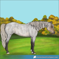 Horse Color:Silver Smoky Blue Roan 