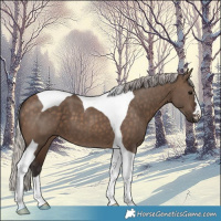 Horse Color:Silver Brown Dun Tobiano 