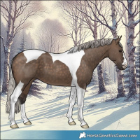 Horse Color:Silver Brown Dun Tobiano 