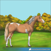 Horse Color:Chestnut Splash Tobiano 
