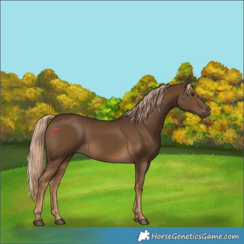 Horse Color:Gray Chocolate Palomino